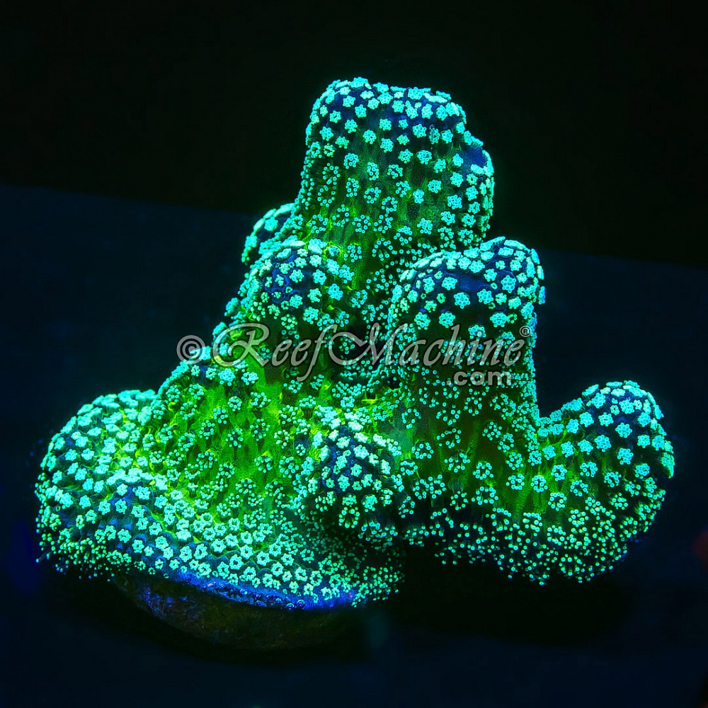 Rainbow 'Bug Out' Stylo Stylophora  | 6L8A9816.jpg