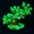 Toxic Mean Green Pocillopora XL | 6L8A9861.jpg