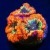 Blue Center Rainbow Blasto Ultra Blastomussa 3 Polyps | 6L8A9850.jpg