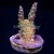 Wicked Orchid Acropora Acro | 6L8A9730.jpg