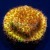 Burning Banana Stylocoeniella | 6L8A9849.jpg