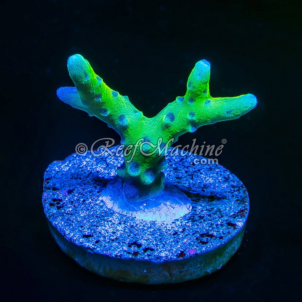 RM Green Goblin Anacropora | 6L8A9806.jpg