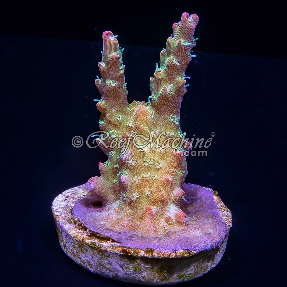 Wicked Orchid Acropora Acro | 6L8A9730.jpg