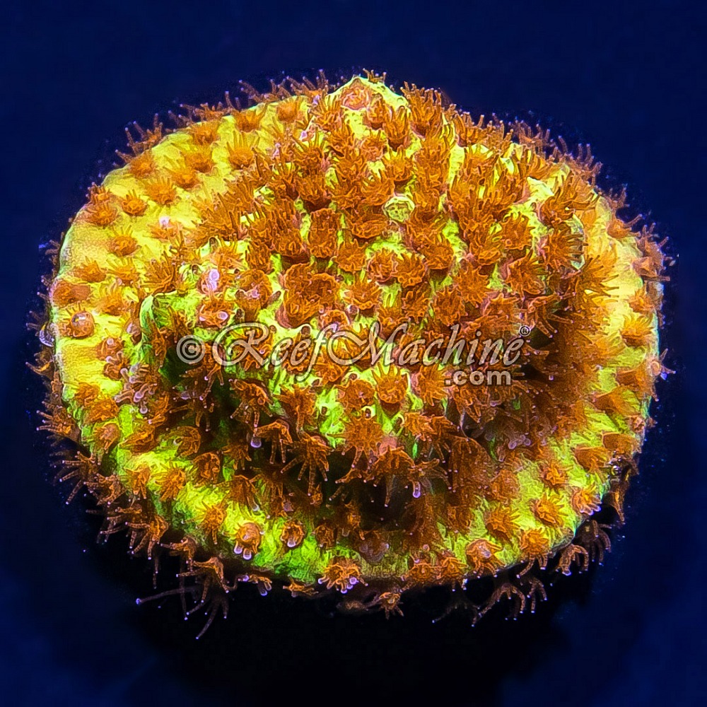 Burning Banana Stylocoeniella | 6L8A9849.jpg