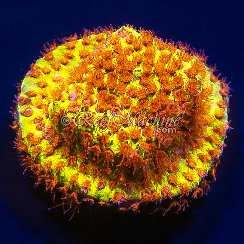Burning Banana Stylocoeniella | 6L8A9848.jpg
