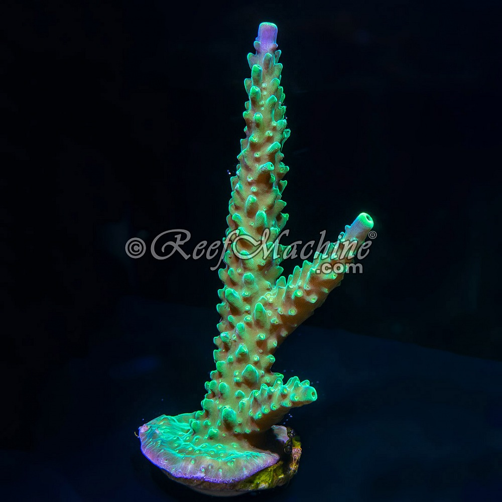 The Joker Acropora Stag Acro | 6L8A9890.jpg