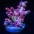 Pink Branching Cyphastrea | 6L8A9784.jpg