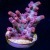 Pink Branching Cyphastrea | 6L8A9785.jpg