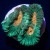 Orange Eye Favia Moon Coral 3 Polyp | 6L8A0694.jpg