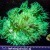 XXL Elegance Coral Catalaphyllia Jardinei | 6L8A1460.jpg
