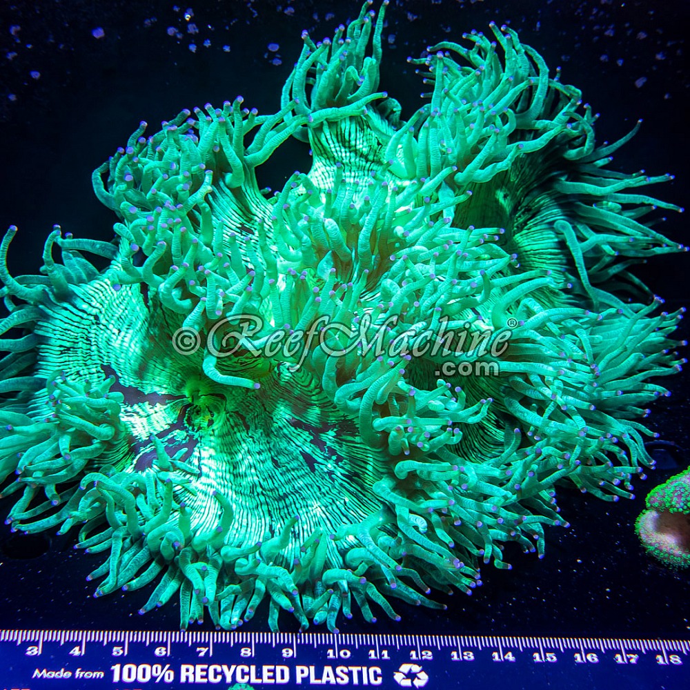XXL Elegance Coral Catalaphyllia Jardinei | 6L8A1459.jpg