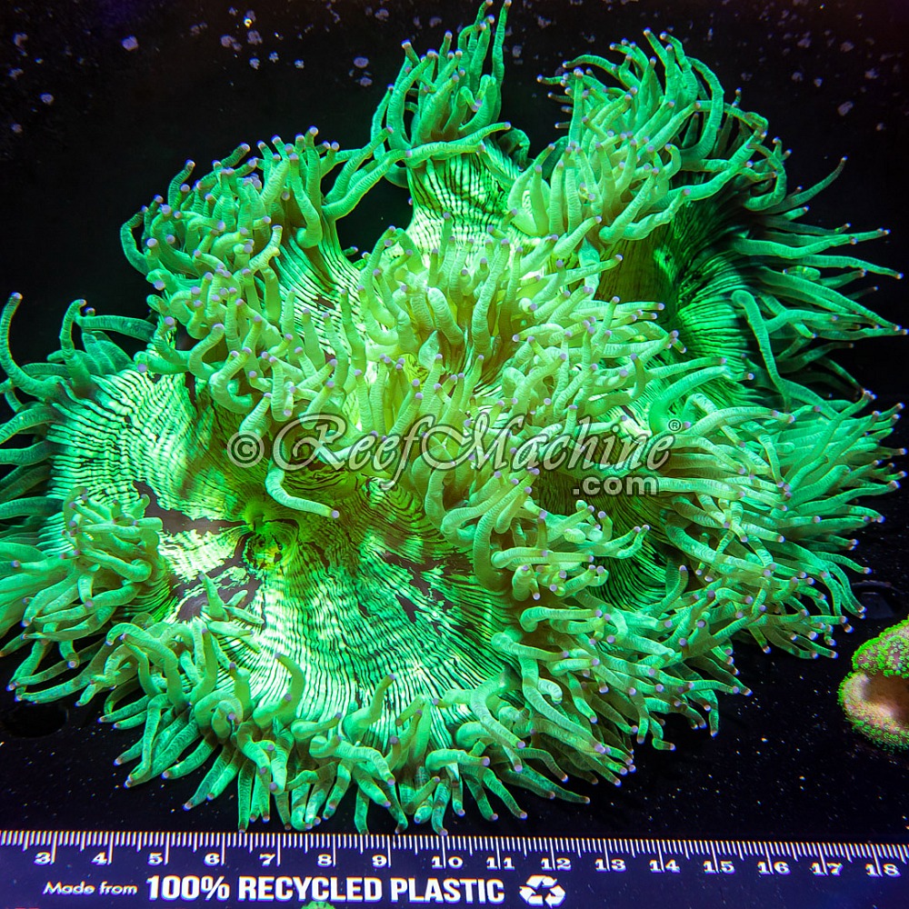 XXL Elegance Coral Catalaphyllia Jardinei | 6L8A1460.jpg