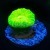 Kryptonite Candy Cane Neon Green (1 polyp)  | 6L8A1530.jpg