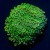 Micro Alveopora Minuta | 6L8A1641.jpg