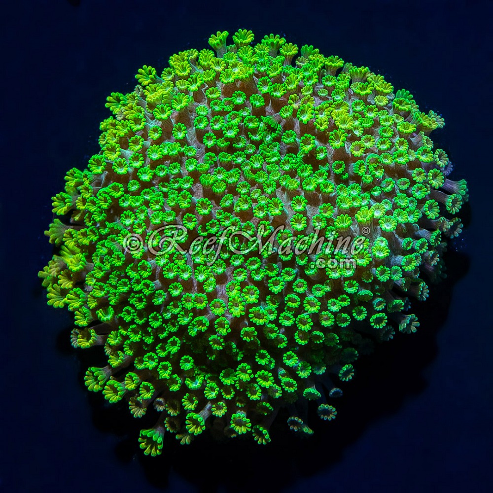 Micro Alveopora Minuta | 6L8A1641.jpg