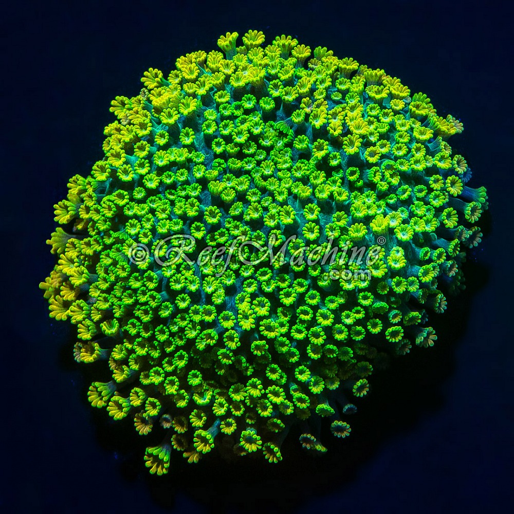 Micro Alveopora Minuta | 6L8A1640.jpg