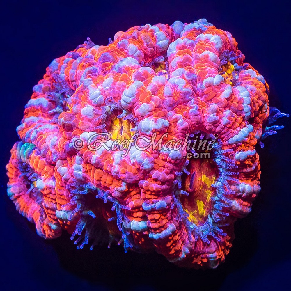 Ultra Acan Lordhowensis Micromussa Mini Colony | 6L8A1667.jpg