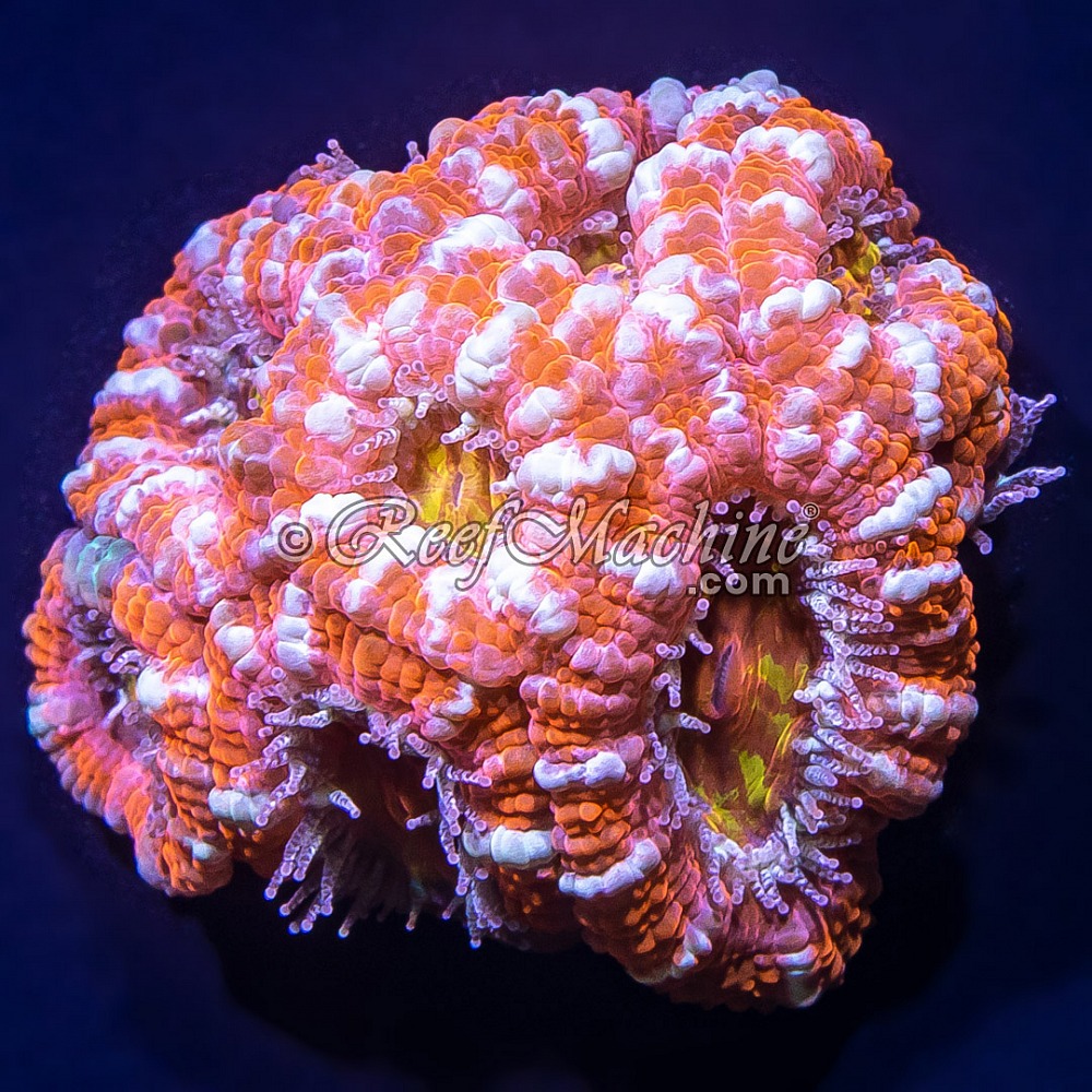 Ultra Acan Lordhowensis Micromussa Mini Colony | 6L8A1668.jpg