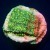 Sunfire Grafted Monti Cap Montipora Capricornis | 6L8A3647.jpg