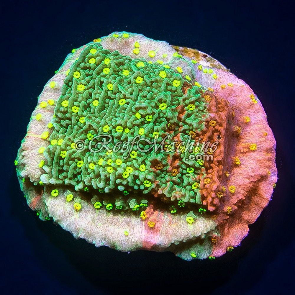 Sunfire Grafted Monti Cap Montipora Capricornis | 6L8A3647.jpg