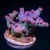 Pink Branching Cyphastrea | 6L8A3691.jpg