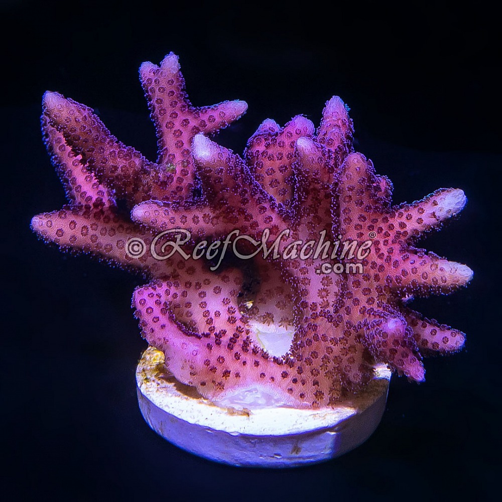 Pink Stylophora Subseriata Thin Branch Stylo | 6L8A3695.jpg