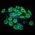 Mint Green Alveopora Coral | 6L8A3862.jpg