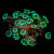 Mint Green Alveopora Coral | 6L8A3863.jpg