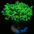 Branching Frogspawn Euphyllia 1 Head | 6L8A3836.jpg