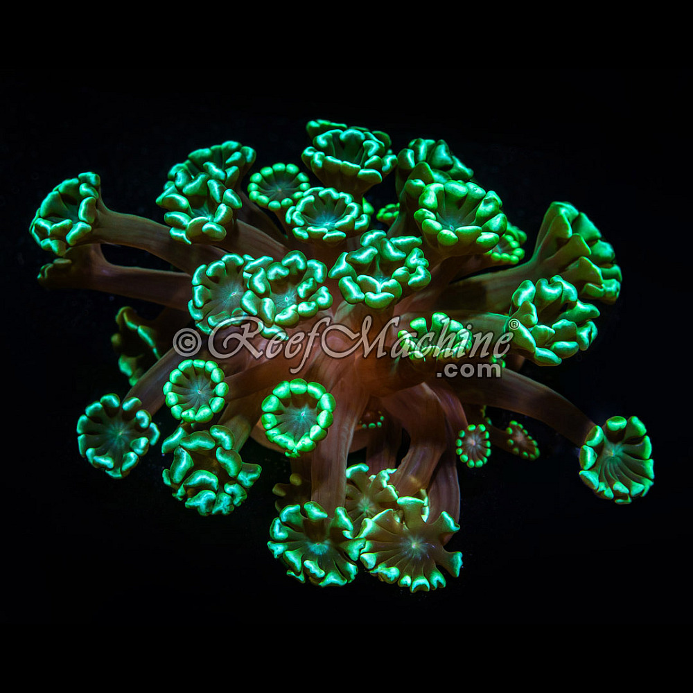 Mint Green Alveopora Coral | 6L8A3863.jpg