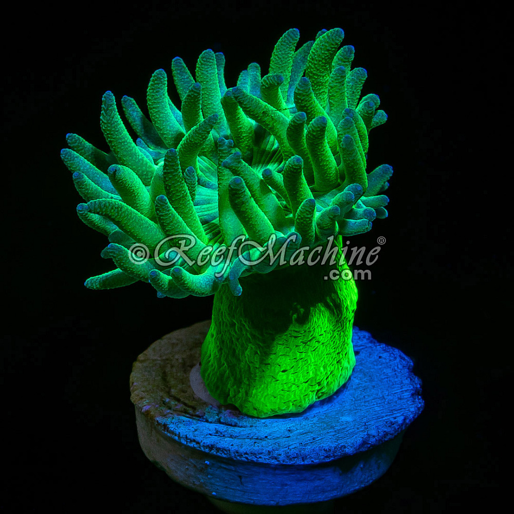Toxic Green Stem Aussie Duncan Coral (1 Polyp)  | 6L8A3888.jpg