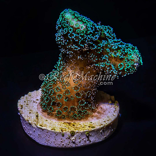 Purple Milka Stylophora Stylo Coral | 6L8A3754.jpg