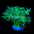 Toxic Green Stem Aussie Duncan Coral (Small Colony / Multi Polyps) | 6L8A3899.jpg