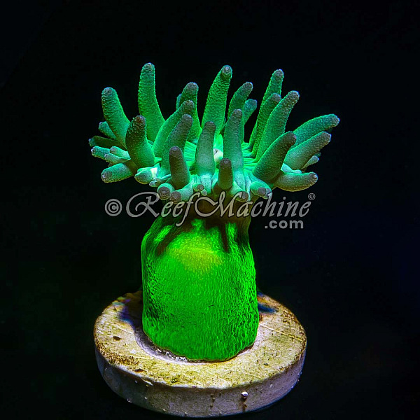 Toxic Green Stem Aussie Duncan (1 polyp) Coral | 6L8A3887.jpg