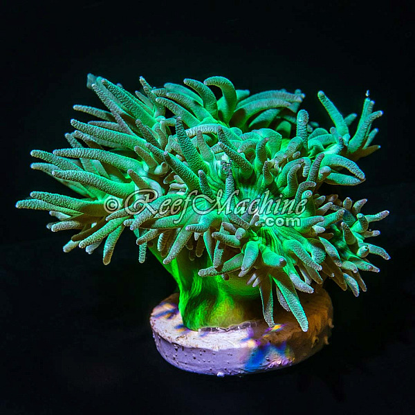 Toxic Green Stem Aussie Duncan Coral (Small Colony / Multi Polyps) | 6L8A3900.jpg