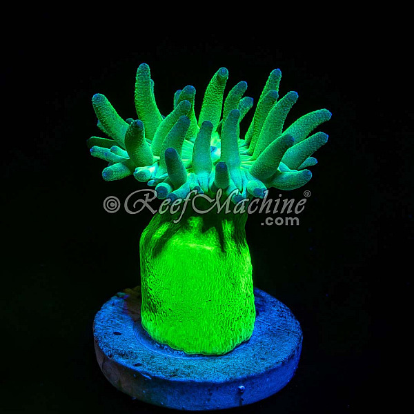 Toxic Green Stem Aussie Duncan (1 polyp) Coral | 6L8A3886.jpg