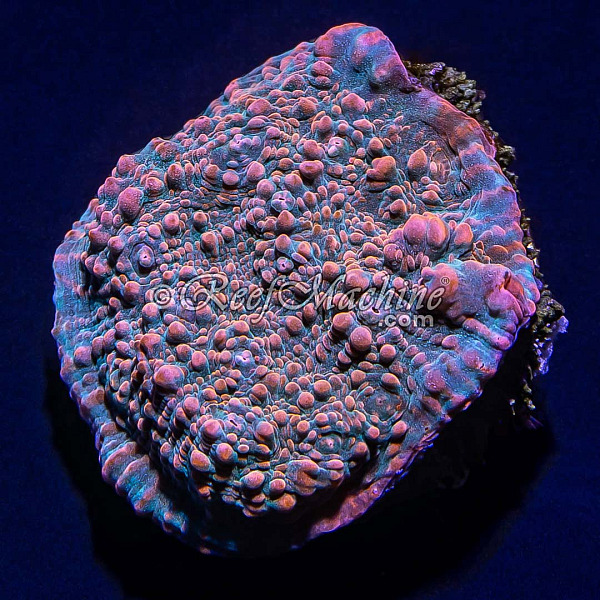 RM Pink Candy Crush Chalice Coral | 6L8A3958.jpg