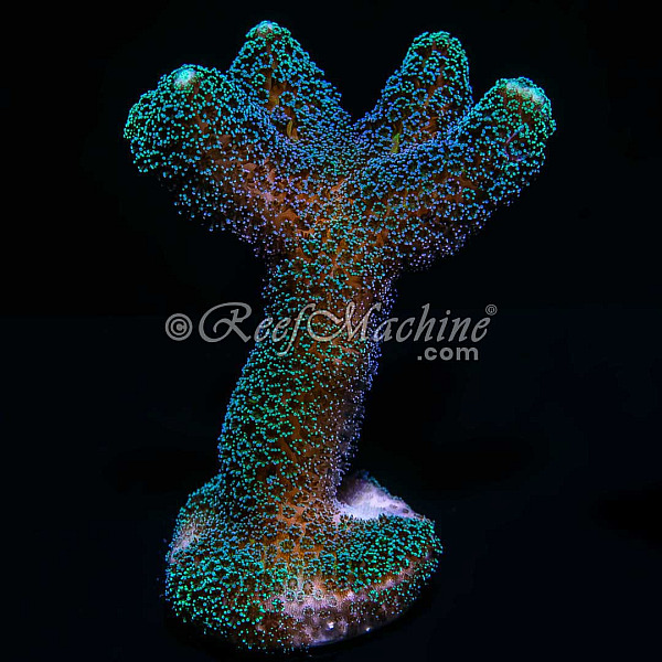 Purple Milka Stylophora Stylo XL Coral | 6L8A5473.jpg