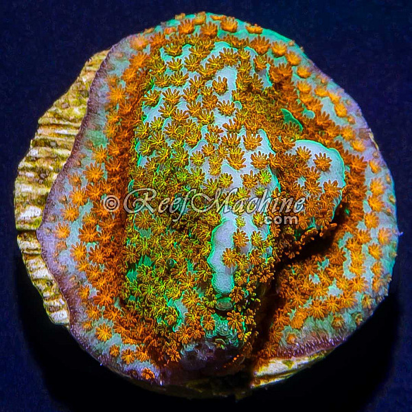 Aquaman Montipora Rainbow Monti Coral | 6L8A5523.jpg