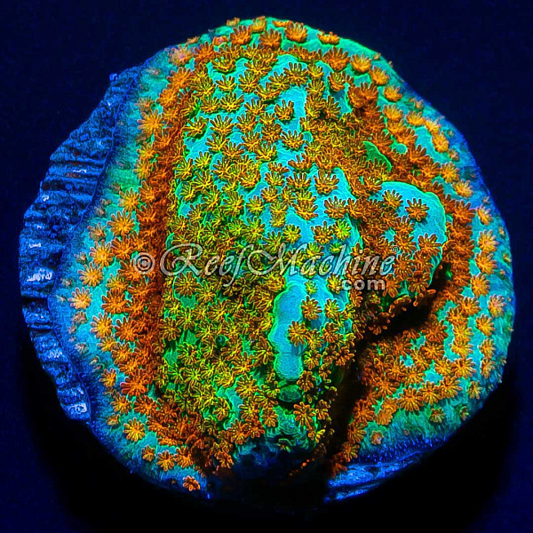 Aquaman Montipora Rainbow Monti Coral | 6L8A5522.jpg