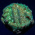 Green Pavona Coral | 6L8A5562.jpg