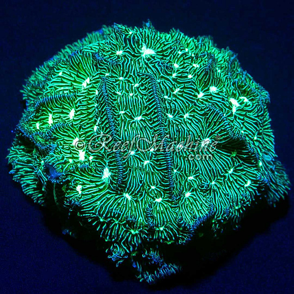 Green Pavona Coral | 6L8A5561.jpg
