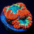Blue Center Rainbow Blasto Ultra Blastomussa Coral 2+1 Polyp | 6L8A5623.jpg