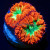 Ultra Blasto Blastomussa Coral // 2 polyp | 6L8A5625.jpg