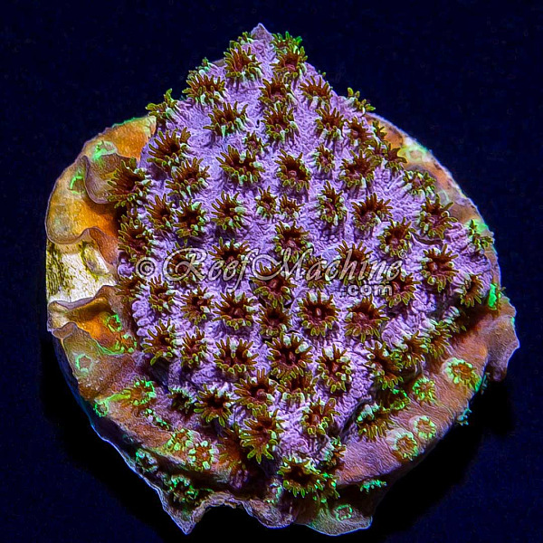 Rainbow Skittles Cyphastrea Coral | 6L8A5566.jpg