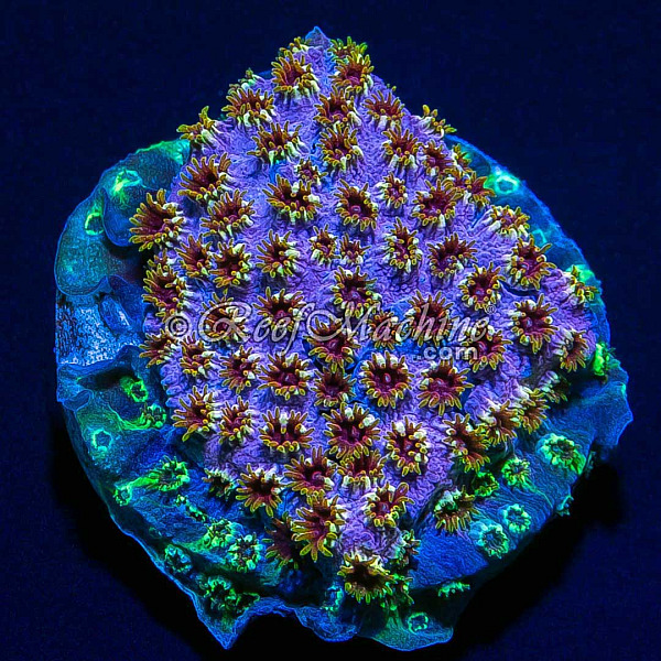 Rainbow Skittles Cyphastrea Coral | 6L8A5565.jpg