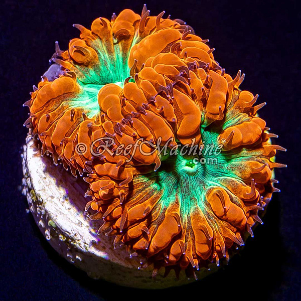 Ultra Blasto Blastomussa Coral // 2 polyp | 6L8A5626.jpg