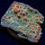 RM Pink Candy Crush Chalice Coral | 6L8A5693.jpg