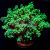 Branching Frogspawn Euphyllia Yellowish/Green 1 Head Coral | 6L8A5702.jpg