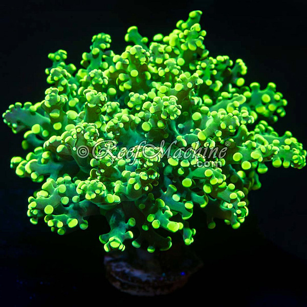 Branching Frogspawn Euphyllia Yellowish/Green 1 Head Coral | 6L8A5701.jpg